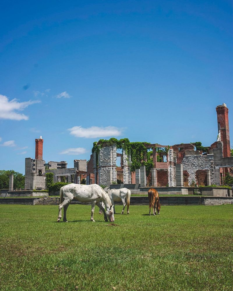 Cumberland Island, Georgia
