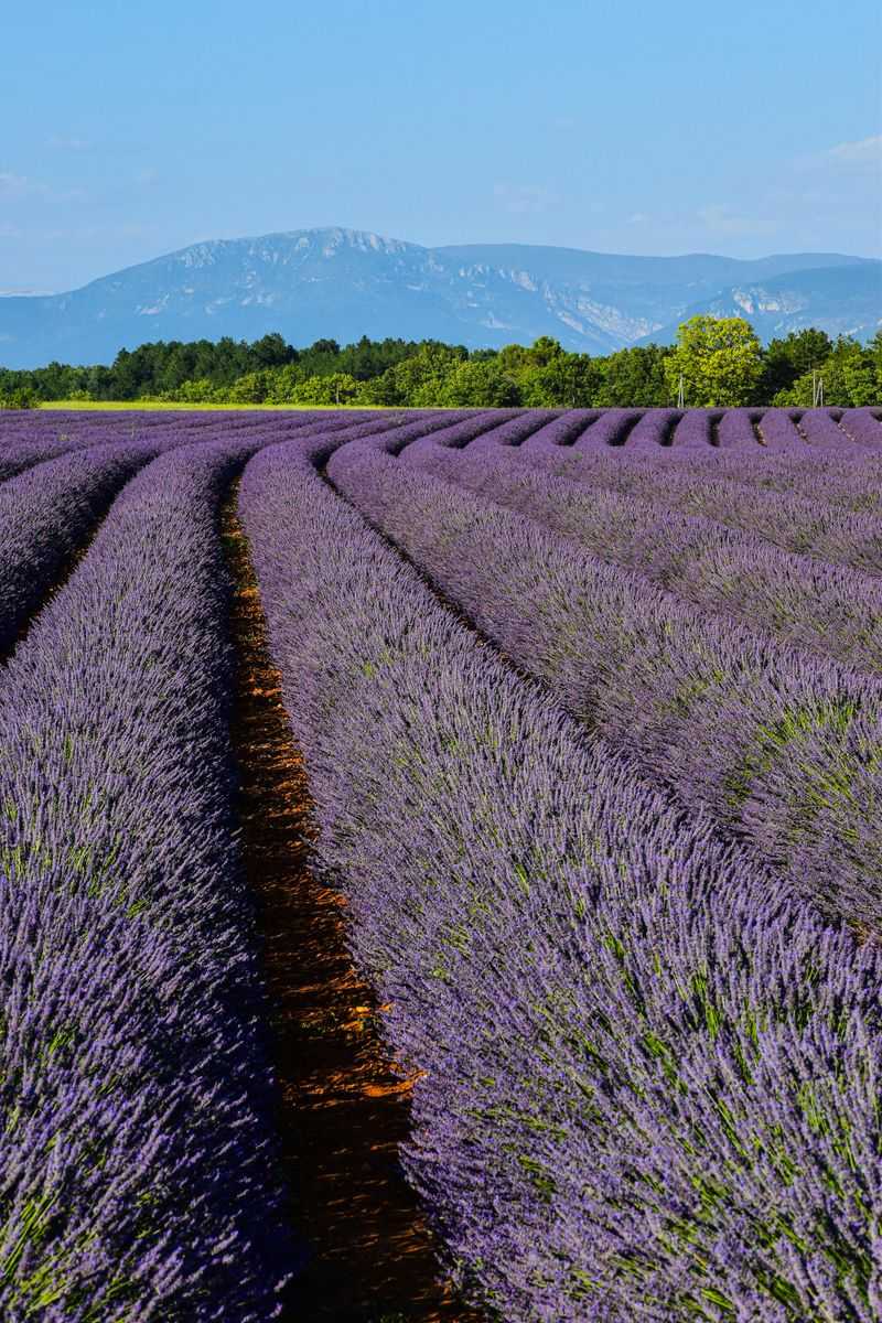 Lavender Fields of Provence, France