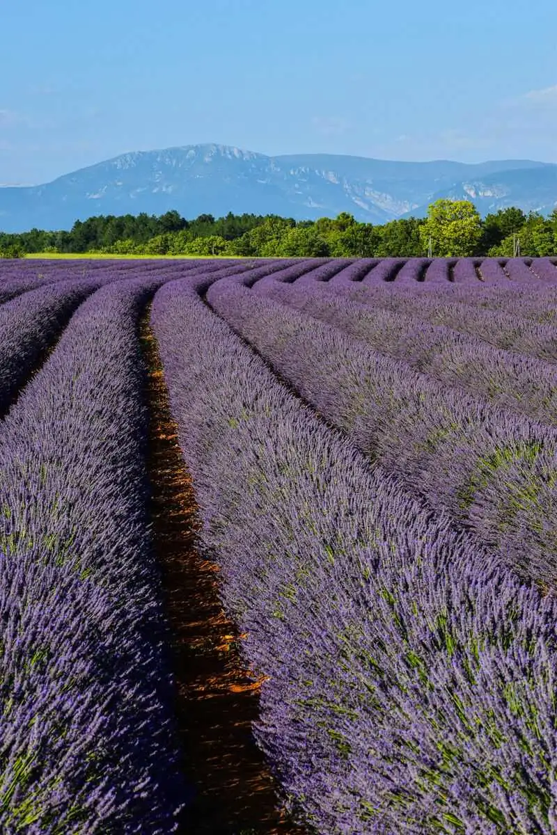 Lavender Fields of Provence, France