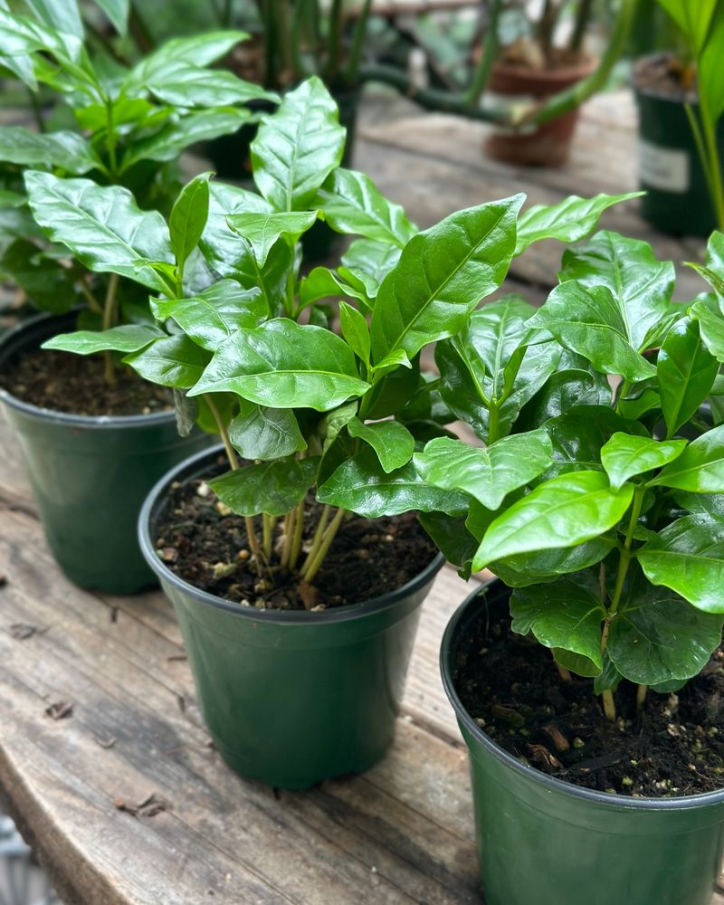 Coffee Plants in Traditional Havana Homes