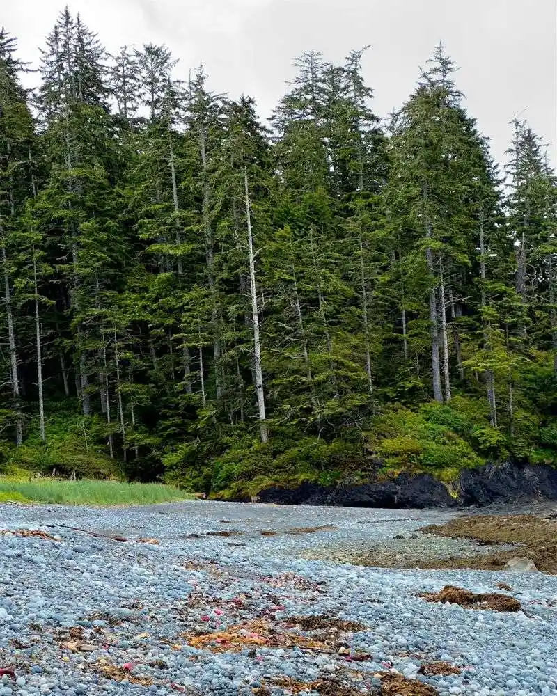 Wild Rose and Nootka Rose Along Open Trails