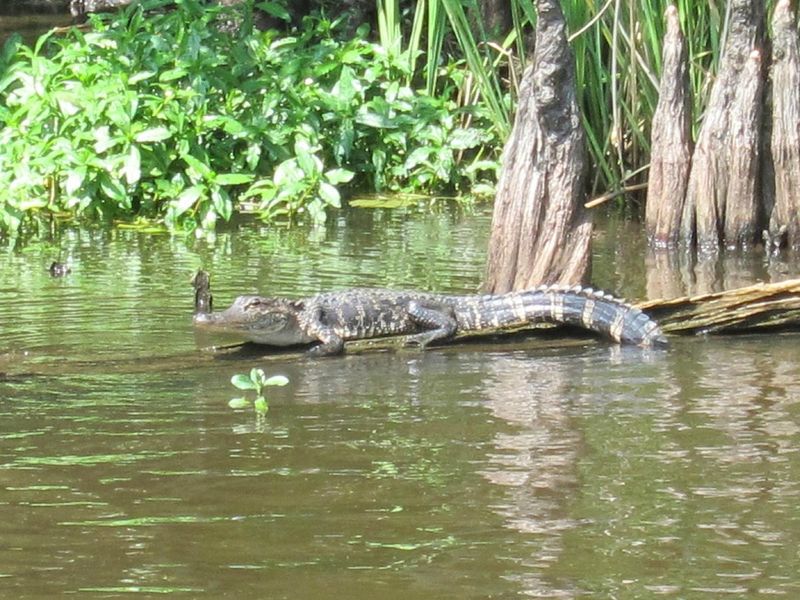 Torres Cajun Swamp Tours (Paradis)