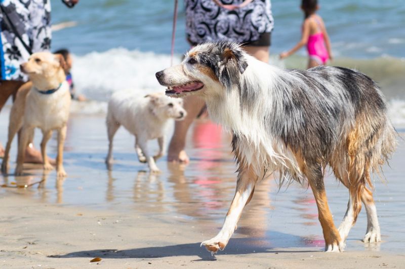 Rosie’s Dog Beach – Long Beach, California