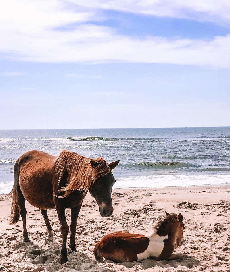 Assateague Island, Maryland/Virginia