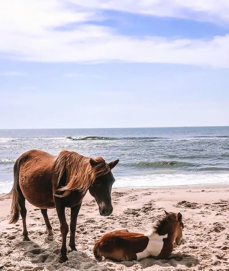 Assateague Island, Maryland/Virginia
