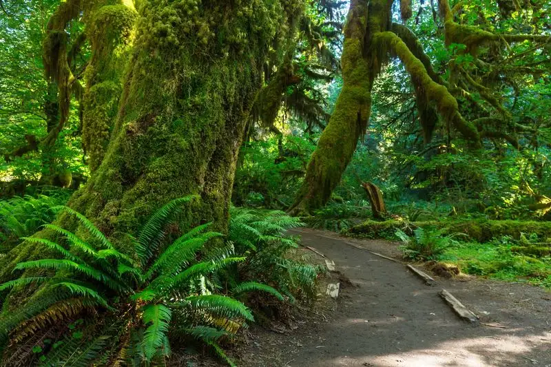 Hemlock Forests in Oregon’s Coast Range