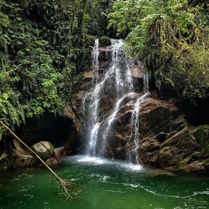 Tena, Ecuador – Rainforest Medicinal Plants