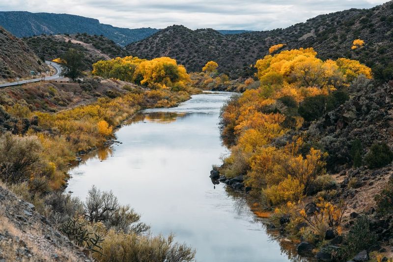 Cottonwood Trees Along Wyoming’s Rivers