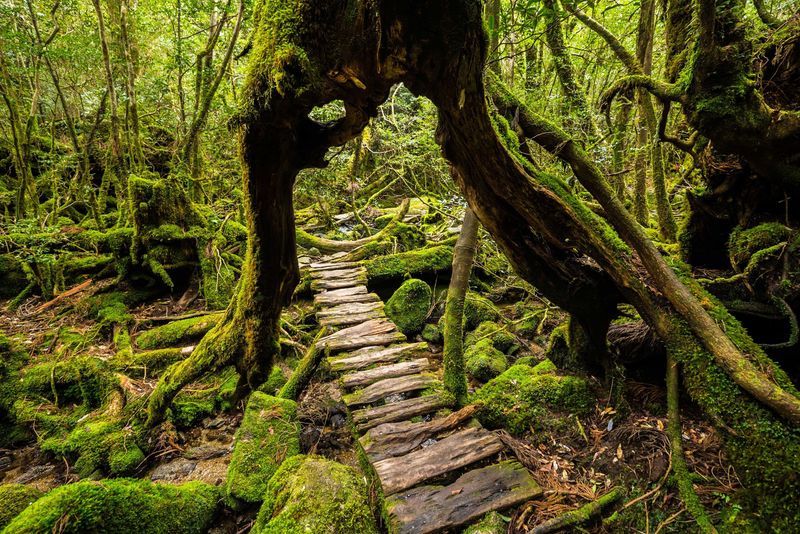 Yakushima (Kagoshima Prefecture)