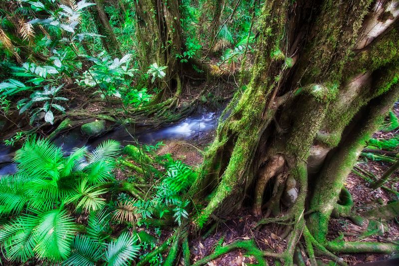 Daintree Rainforest, Queensland