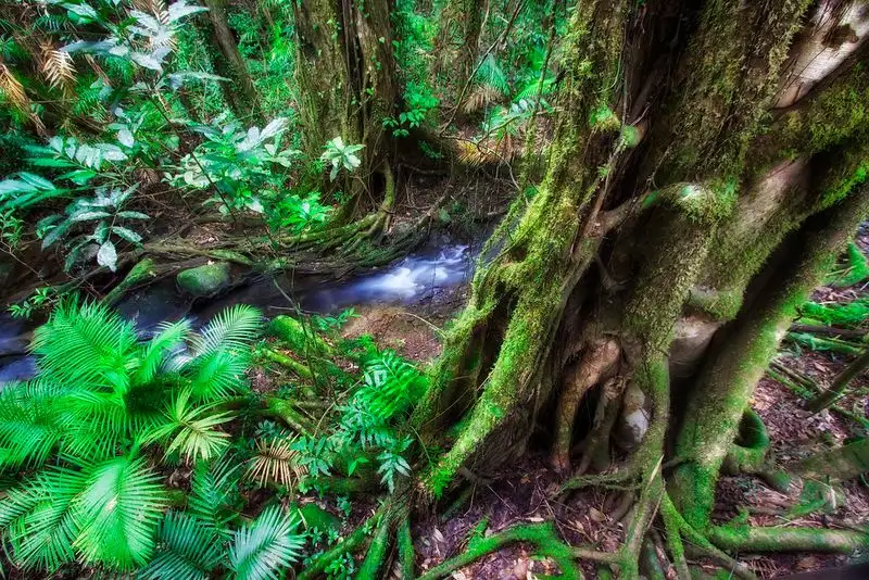 Daintree Rainforest, Queensland