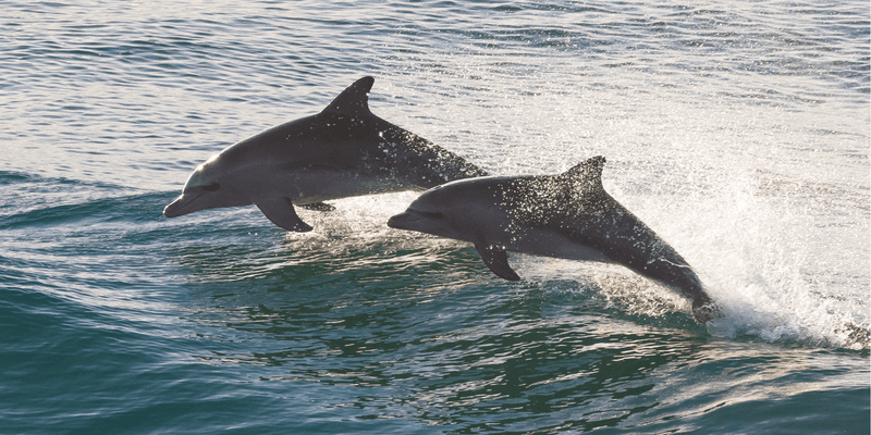 Go Fishing or Take a Dolphin Tour