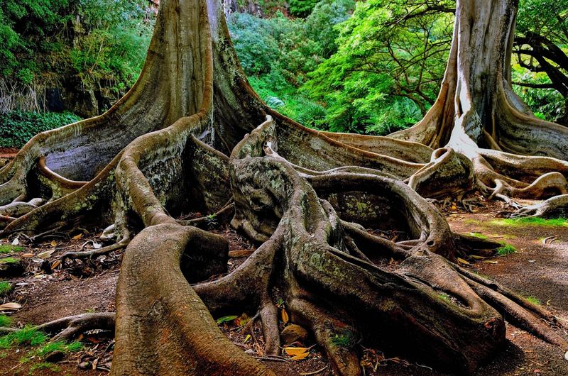 Explore the Allerton and McBryde Gardens