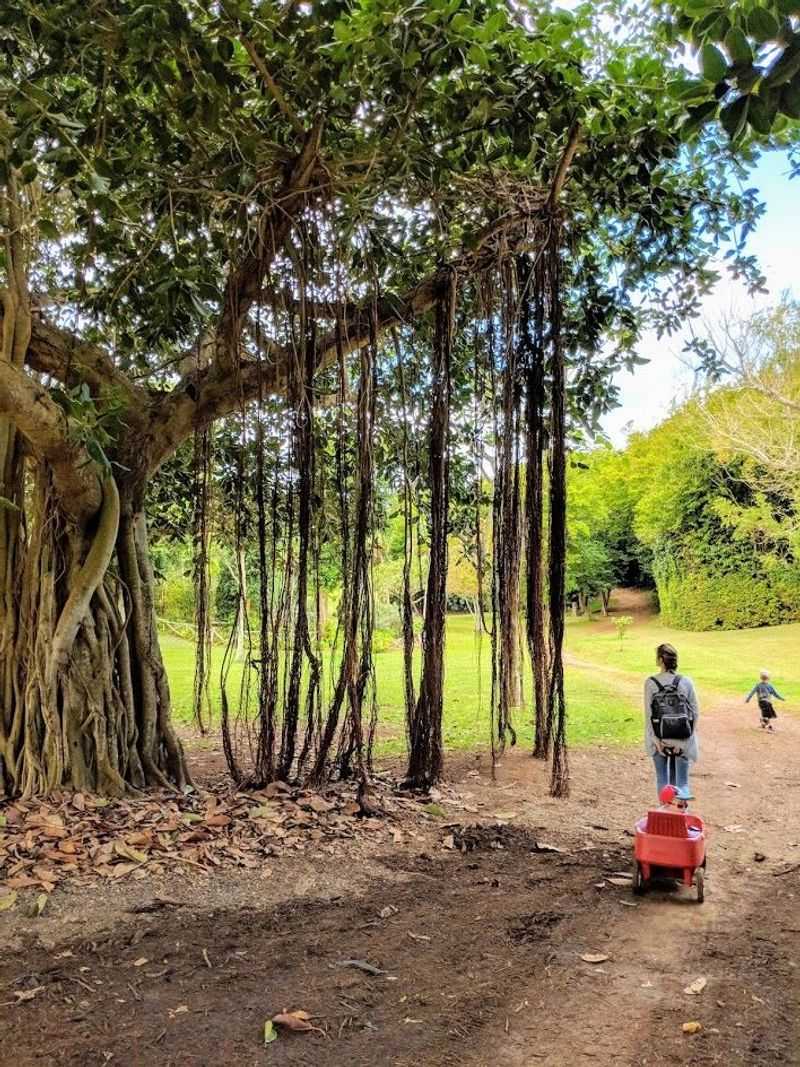 Exploring Banyan Roots at the Arboretum