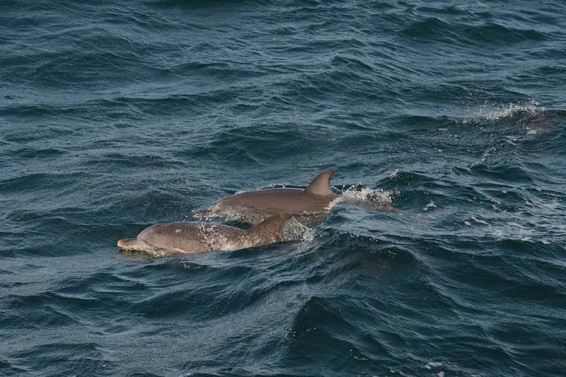 Coastal Wildlife Tours: Exploring Nature's Wonder