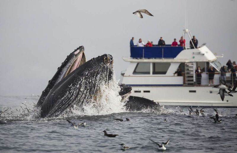 Whale Watching Tours