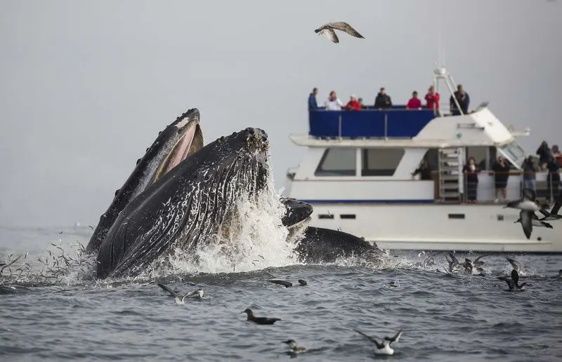 Whale Watching Tours