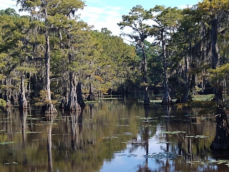 Louisiana – Caddo Lake
