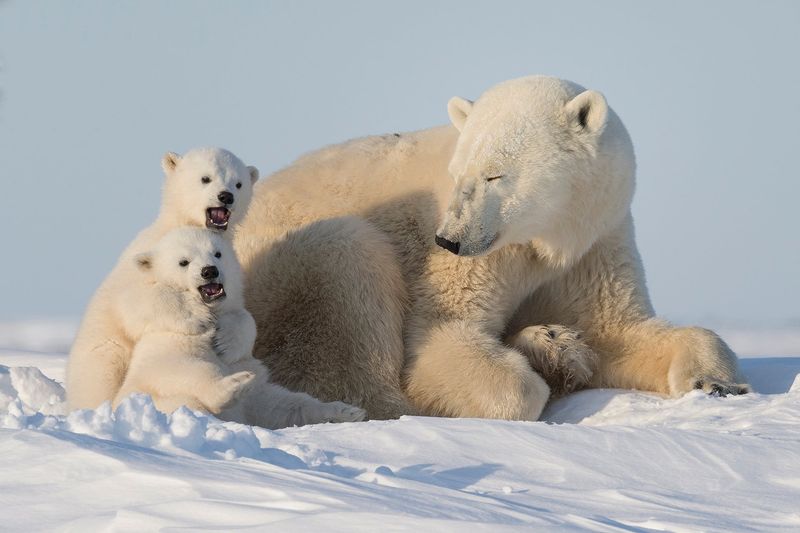 Wapusk National Park