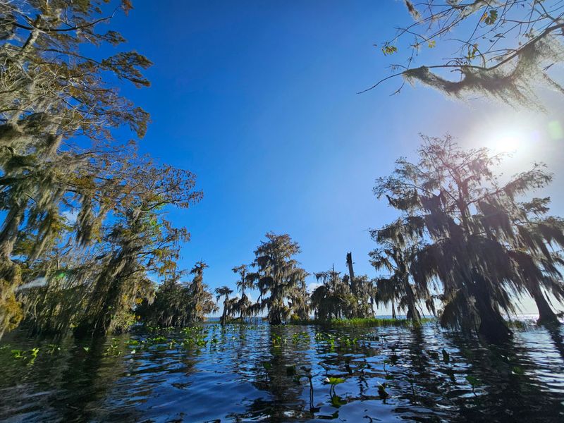 Cypress Lake