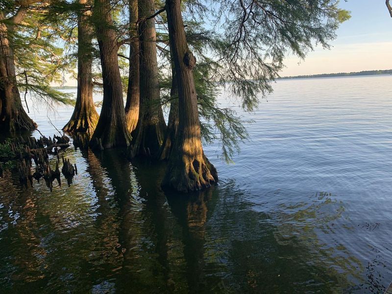Reelfoot Lake, Tennessee