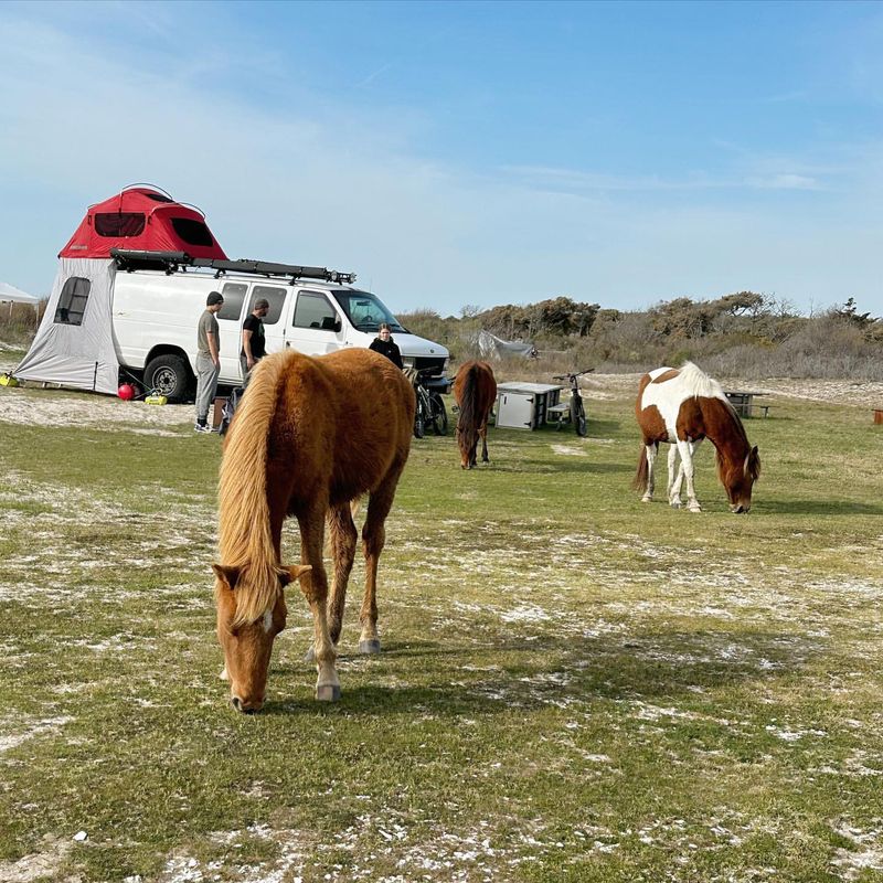 Assateague Island, Maryland/Virginia – Wild Horses & Beach Days