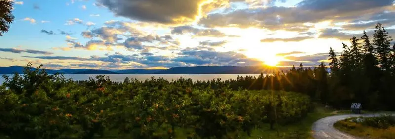 Cherry Orchards and Local Wineries