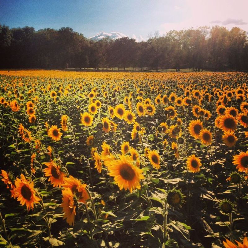Yellow Springs, Ohio