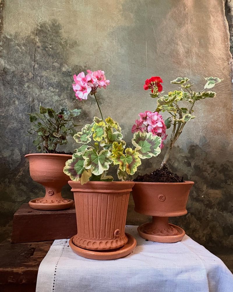 Terracotta Pots Overflowing With Geraniums