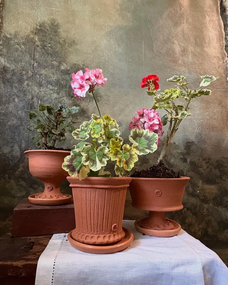 Terracotta Pots Overflowing With Geraniums
