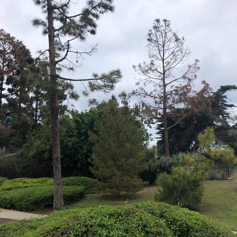 Shade Trees in Neighborhood Parks: Sycamores and Eucalyptus