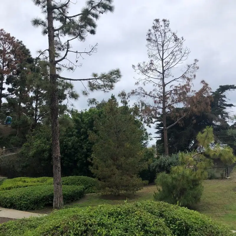 Shade Trees in Neighborhood Parks: Sycamores and Eucalyptus