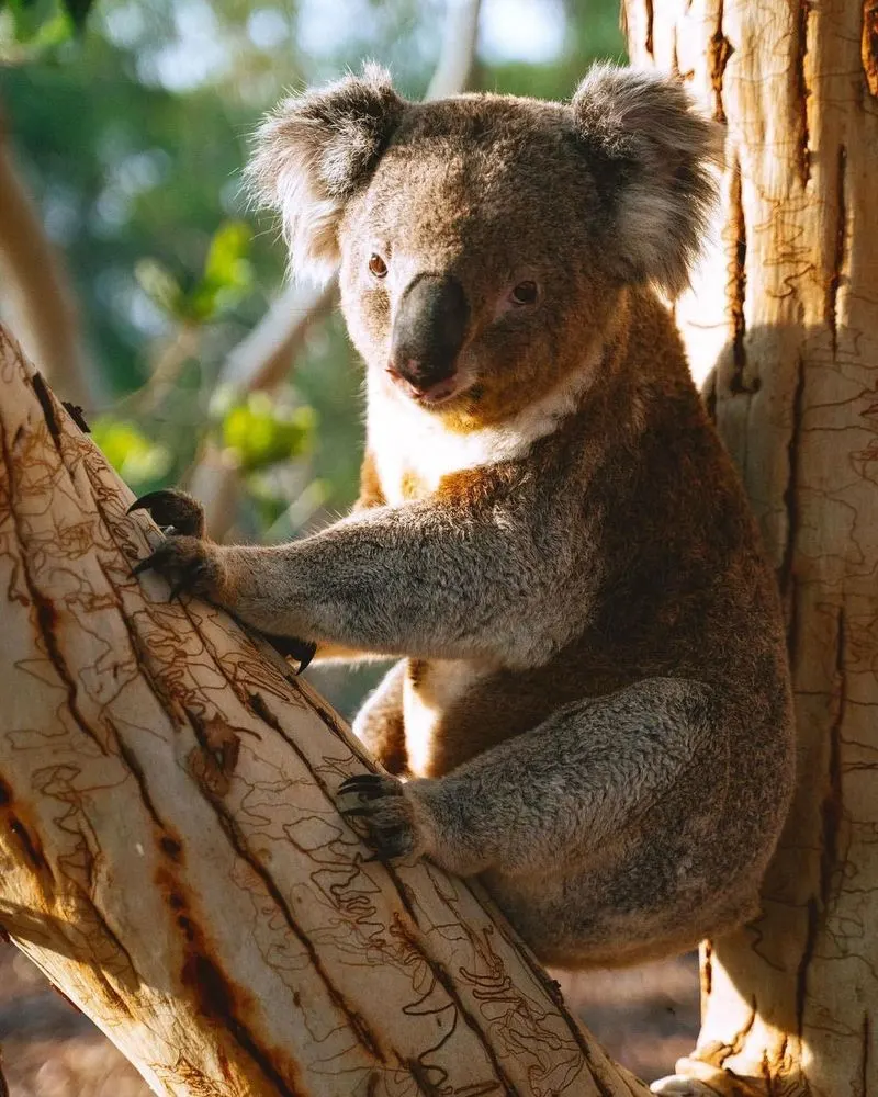 Koala Walkabout