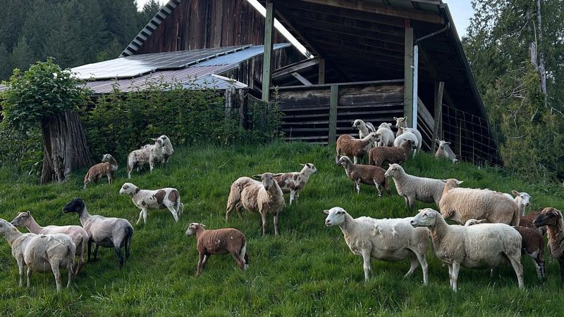 Leaping Lamb Farm – Alsea, Oregon