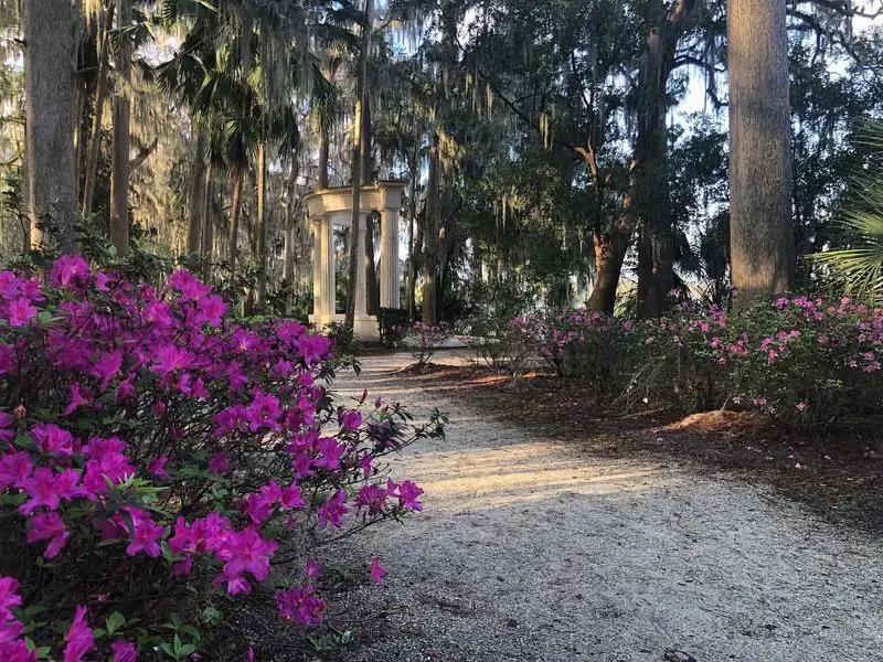 Azaleas in Full Bloom at Mead Botanical Garden