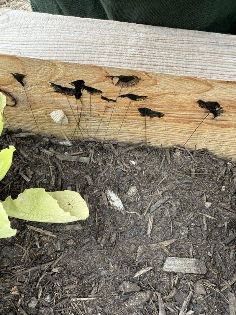 Overwatered Planters Attract Gnats