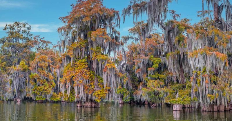 Lily Pads and Bald Cypress in Louisiana’s Swamps