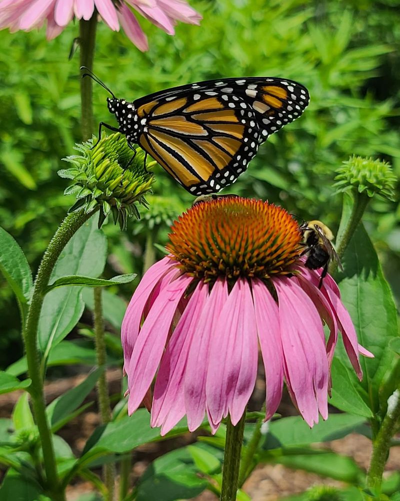 Coneflowers Drawing Butterflies on the Garden Paths