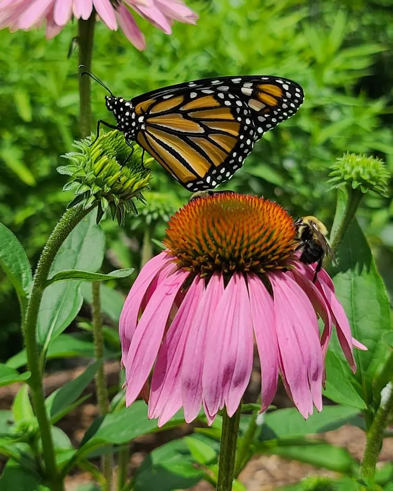 Coneflowers Drawing Butterflies on the Garden Paths