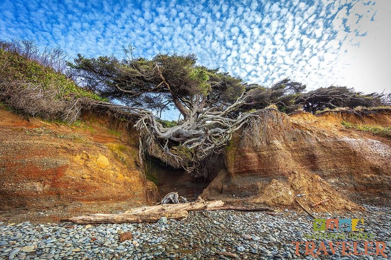 Take the Kids to Kalaloch Beach and Tree of Life