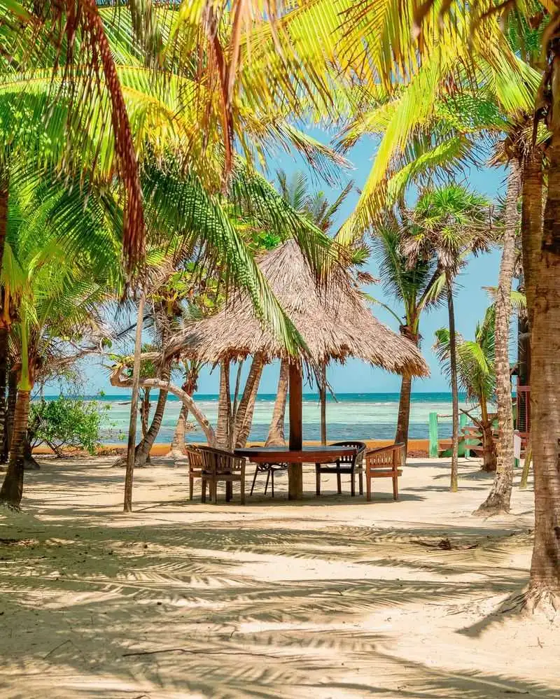 Towering Coconut Palms Lining the Shore