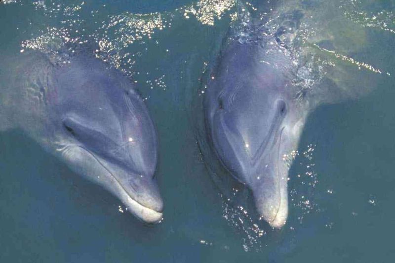 Wild Dolphins