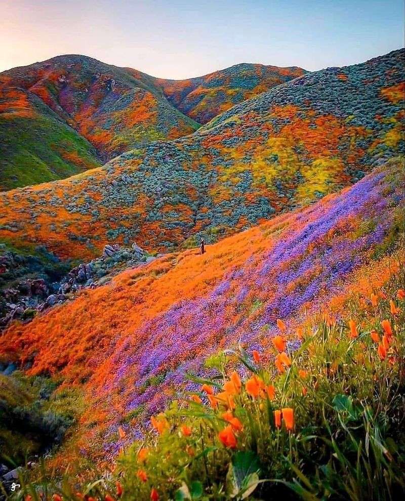 Valley of Flowers, India
