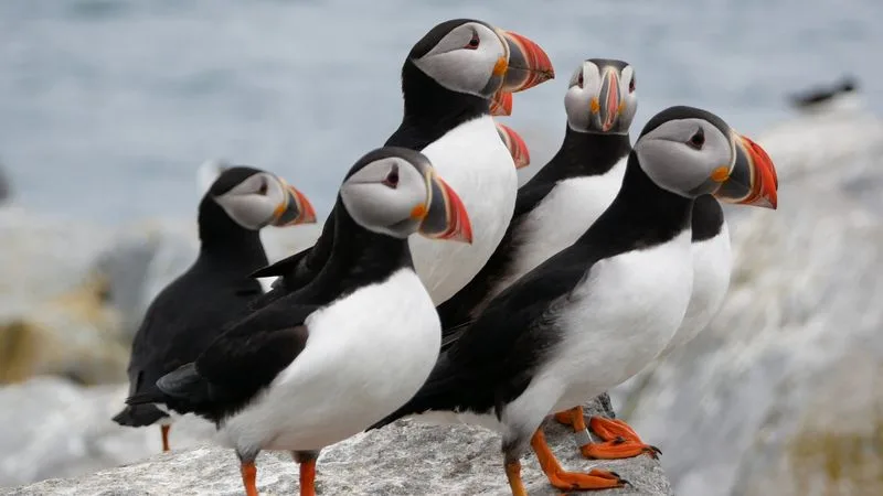 Bold Coast puffin and whale cruises