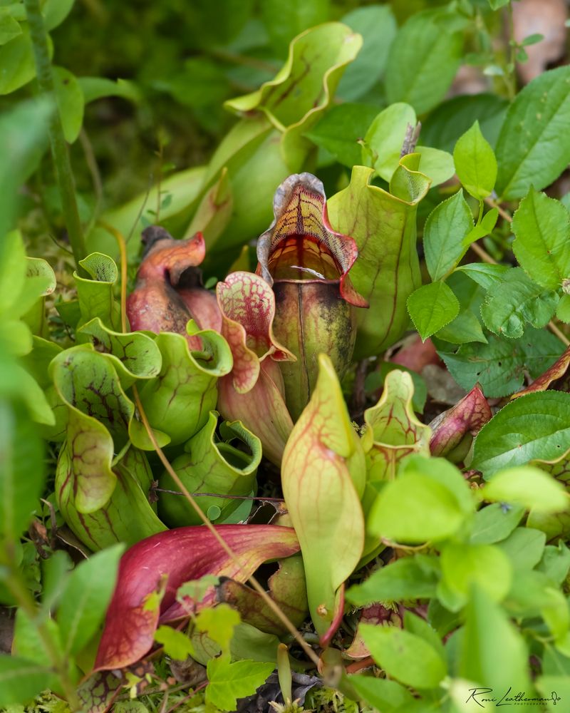 Quiet Bog Plants Inland