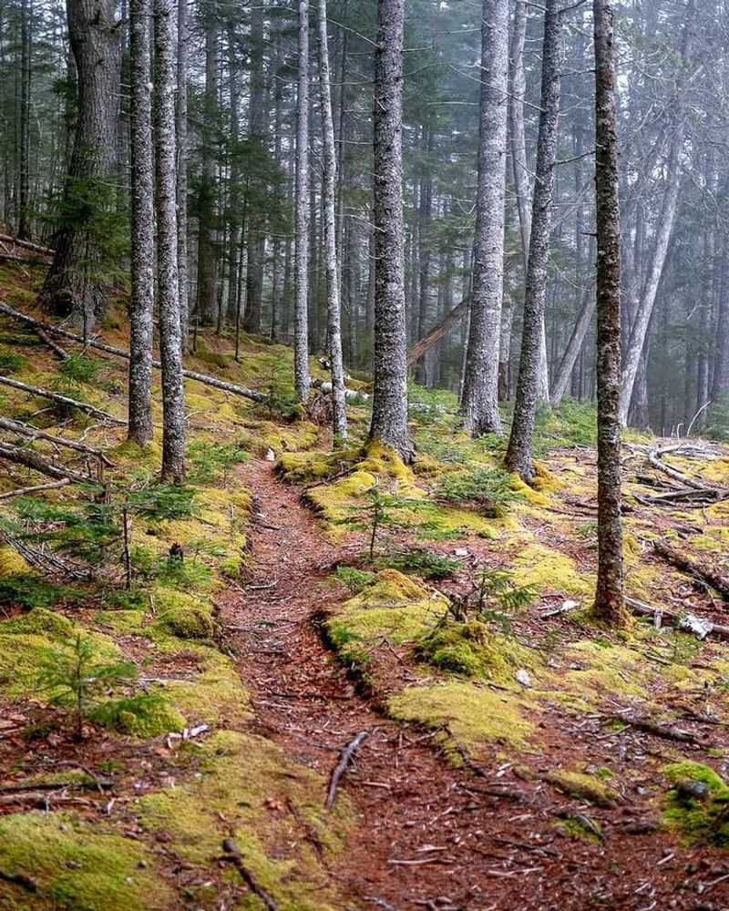 Pine Forest Trails in Acadia National Park, Maine