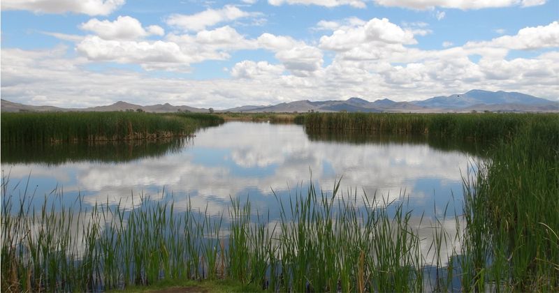 Mason Valley Wildlife Management Area