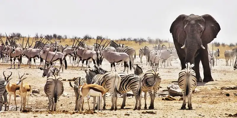 Etosha National Park, Namibia