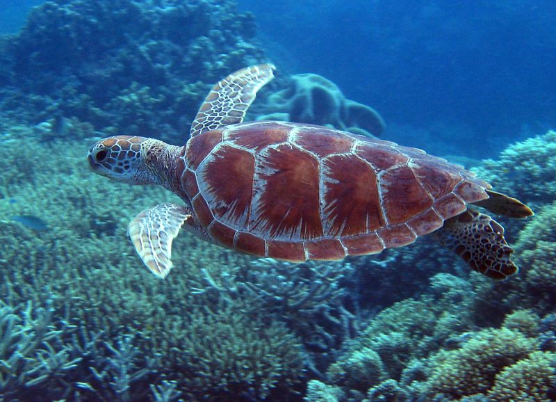 Great Barrier Reef, Australia