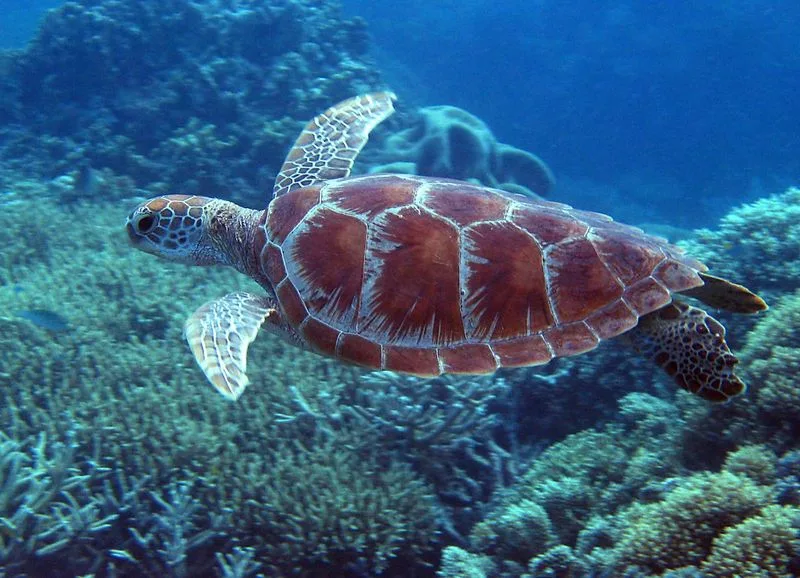 Great Barrier Reef, Australia